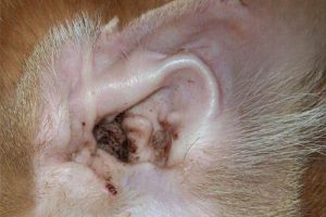What Are Cat Ear Mites?