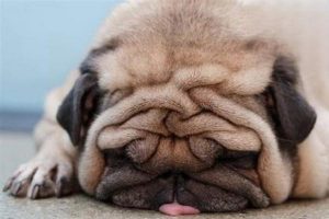 What Are the Signs of Fever in a Dog?