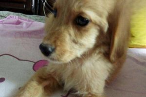 What Are the Symptoms of Canine Distemper?