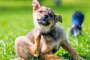 What Causes Frequent Urination in Dogs?