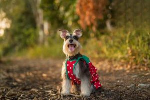What Causes Fungal Infections in Dogs
