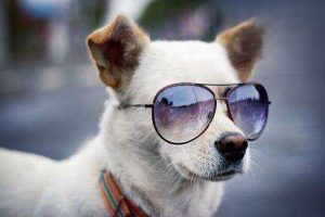 What Colors Can Dogs See?