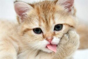 What Does It Mean When a Cat Flicks Its Tail Quickly?