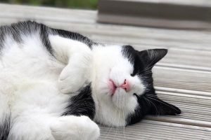 What Foods Can You Feed a Cat?