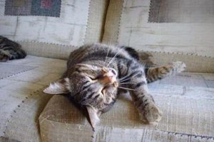 What If My Cat Licks the Dewormer?