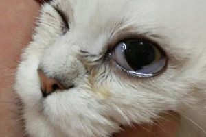 What Illness Causes a Cat to Tear Constantly?