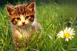 What Is Coccidiosis in Cats and Dogs