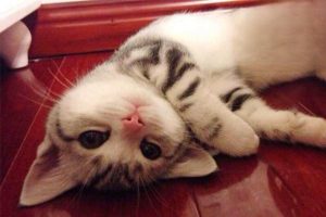 What Is Feline Panleukopenia?