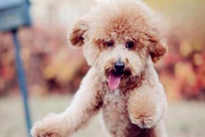 What Is Salmonellosis in Dogs?