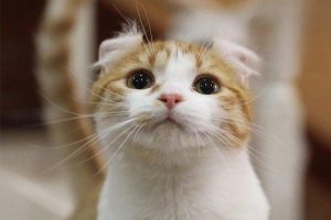 What Lecithin Does for Your Cat