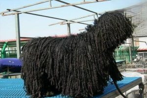 What Makes the Komondor a ‘Mop Dog’?