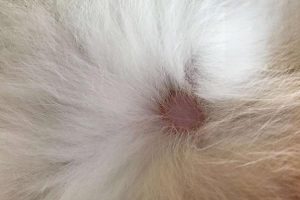 What Medicines Treat Cat Skin Disease?