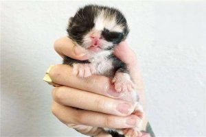 What Milk Can Newborn Kittens Drink?