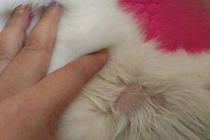 What Ointment to Use for Cat Skin Disease
