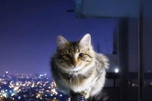 What Parasites Live Inside Cats