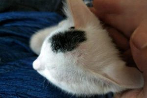 What Those Hard Lumps on a Kitten’s Head Mean