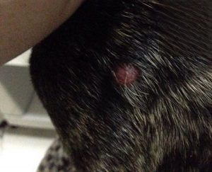 What to Do About a Red Lump on Your Dog’s Leg