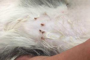 What to Do About Black Bugs on Your Cat