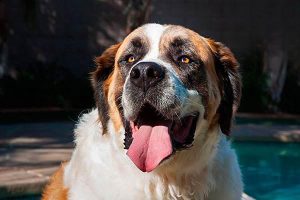 What to Do About Mites on Your Dog