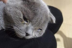What to Do About Pus-Like Eye Discharge in Cats