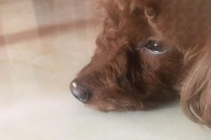 What to Do About Ringworm on a Dog’s Nose