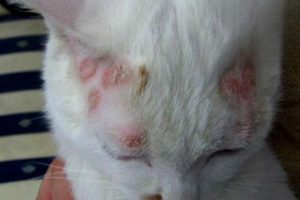 What to Do About Ringworm on a Kitten’s Ears