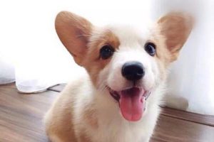 What to Do About Thick Yellow Nasal Discharge in Dogs