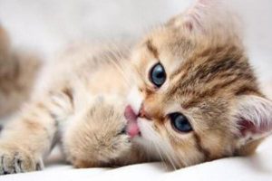 What to Do If a Newborn Kitten Gets Ringworm