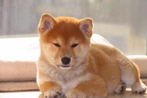 What to Do If Your Dog Is Choking