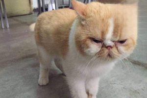 What to Do When a 2-Month-Old Kitten Has Diarrhea