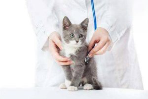 What to Do When a 2-Month-Old Kitten Has Diarrhea and Won’t Eat