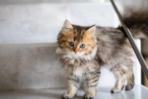 What to Do When a Cat Keeps Vomiting from a Weak Stomach?