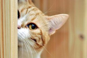 What to Do When a Cat or Dog Has Difficult Labor