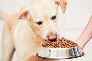 What to Do When a Dog Vomits and Won’t Eat