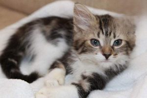 What to Do When a Food Change Gives Your Cat Diarrhea