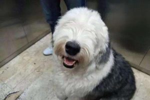 What to Do When a Hair Gets in Your Puppy’s Eye