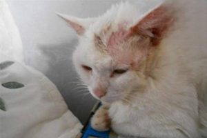 What to Do When a Kitten Has Ringworm