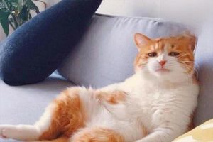 What to Do When a Mother Cat Won’t Eat After Giving Birth