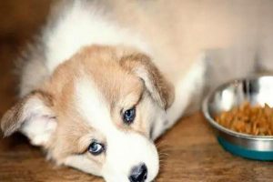 What to Do When a Puppy Won’t Eat
