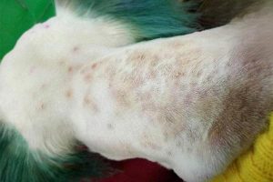 What to Do When a Two-Month-Old Puppy Has Skin Disease
