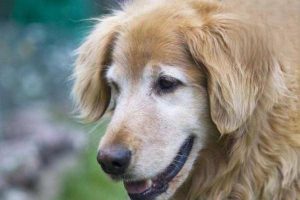 What to Do When an Old Dog Breathes Heavily