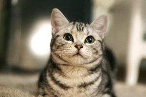 What to Do When Cats Keep Fighting Each Other