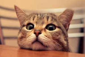 What to Do When Your Cat Can’t Urinate