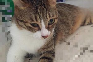 What to Do When Your Cat Catches a Seasonal Cold