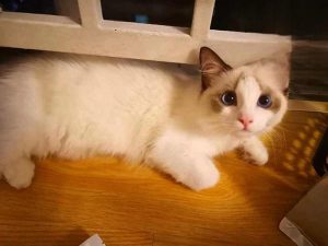 What to Do When Your Cat Has Watery Diarrhea