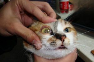 What to Do When Your Cat Has Watery Eyes and Sneezes