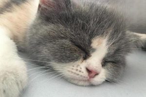 What to Do When Your Cat Sneezes and Has a Runny Nose