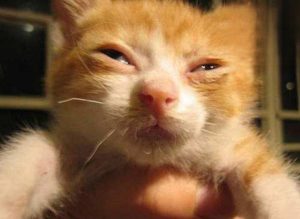 What to Do When Your Cat Sneezes Blood