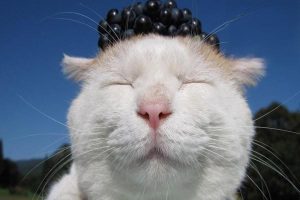 What to Do When Your Cat Suddenly Vomits