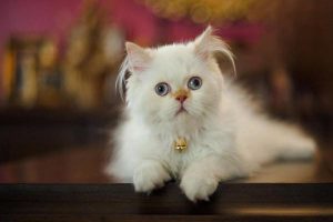 What to Do When Your Cat’s Eye Is Inflamed